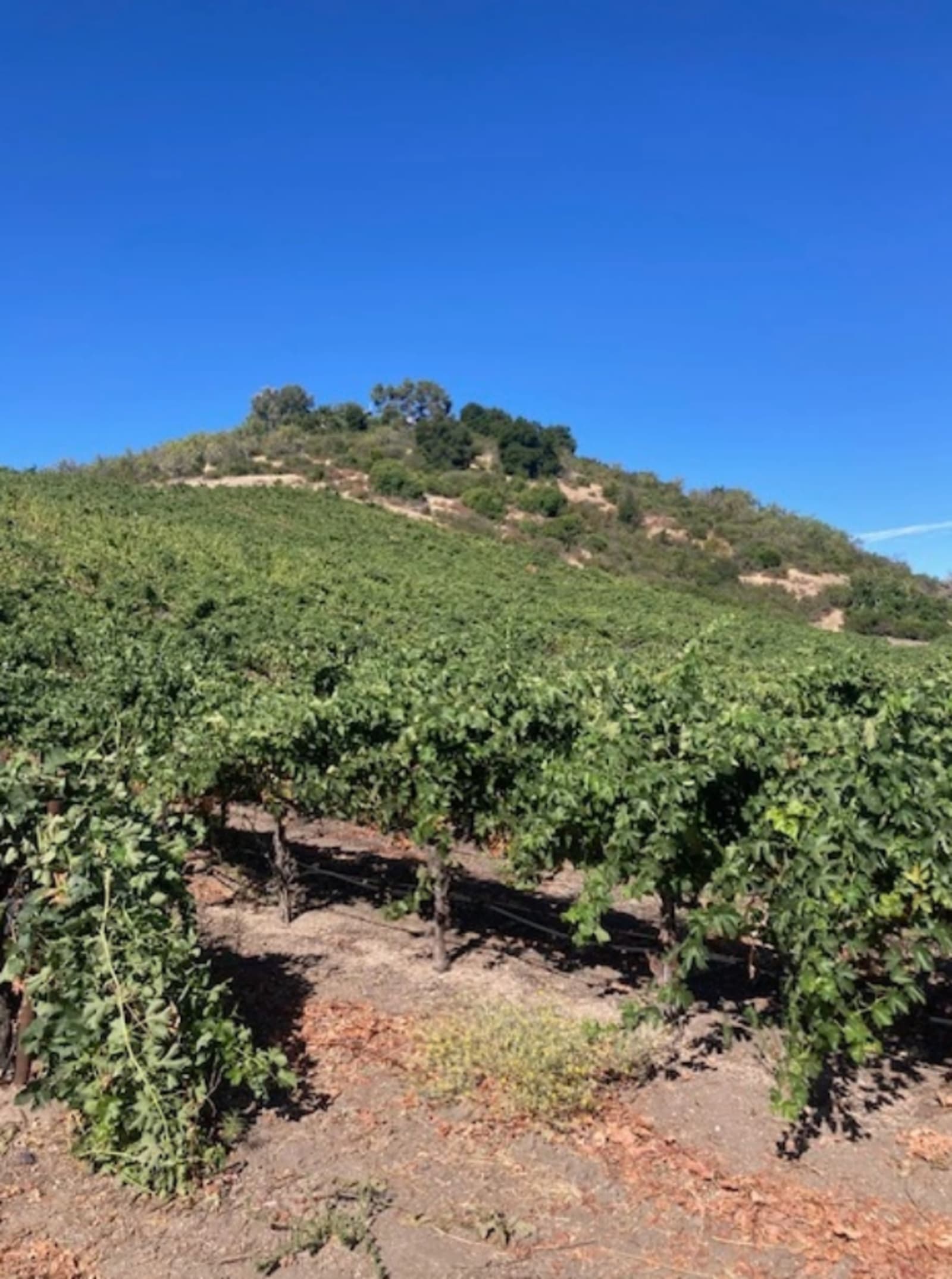 Paul's Paso Vineyard - Paso Robles, California - glamping.directory