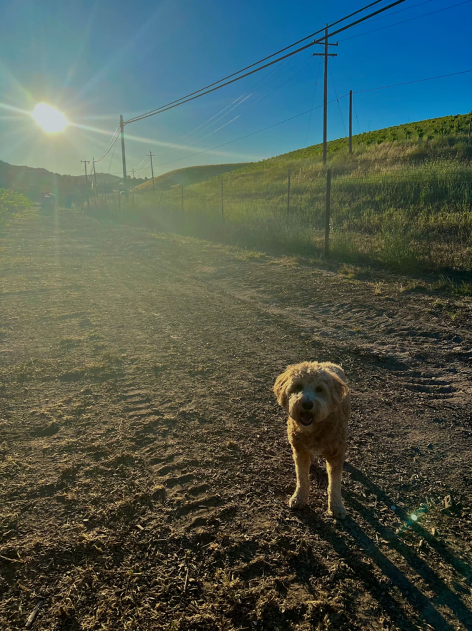 Paul's Paso Vineyard - Paso Robles, California - glamping.directory