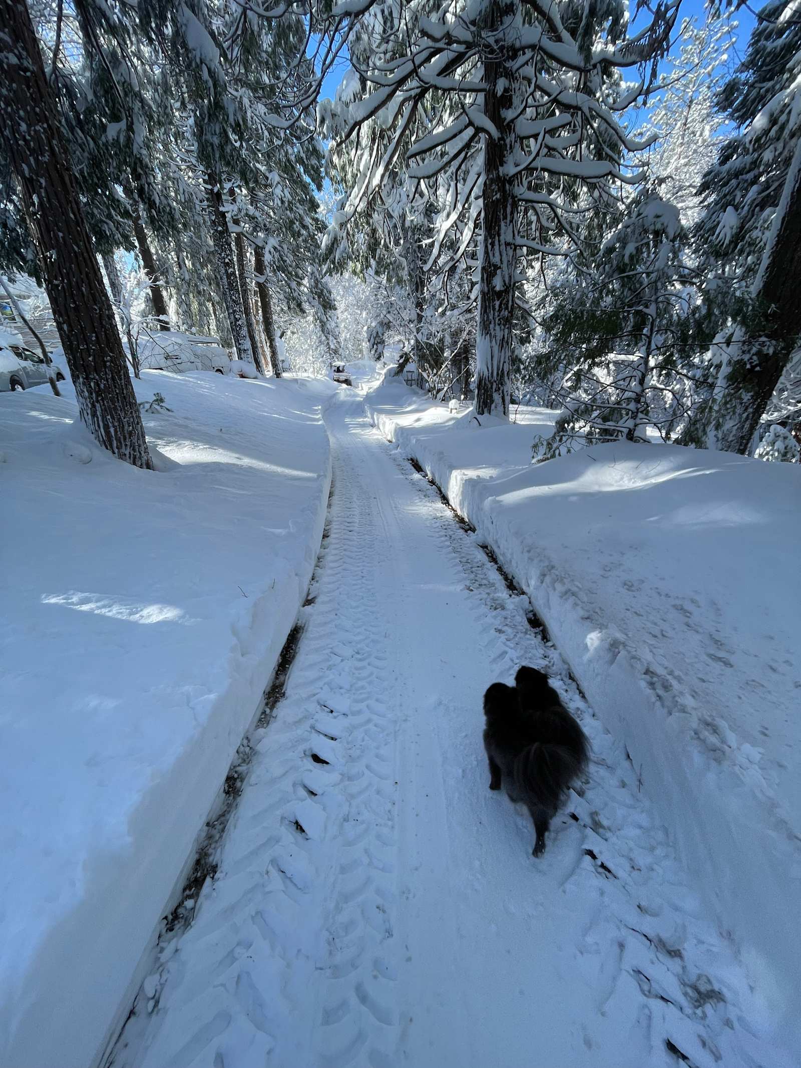 Gold Ridge Forest - Pollock Pines, California - glamping.directory
