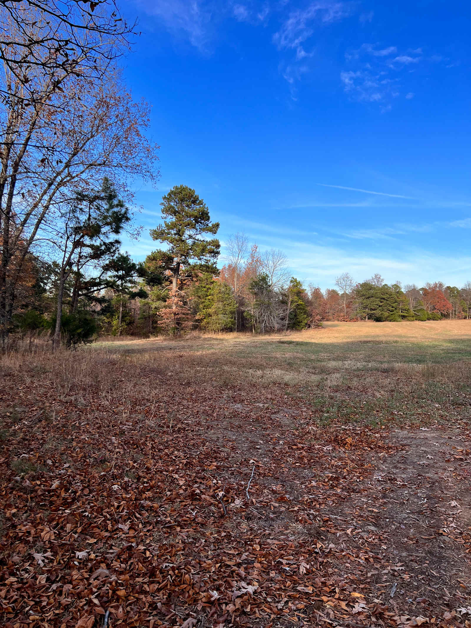 GramyBear Farm Rentals - Leslie, Arkansas - glamping.directory