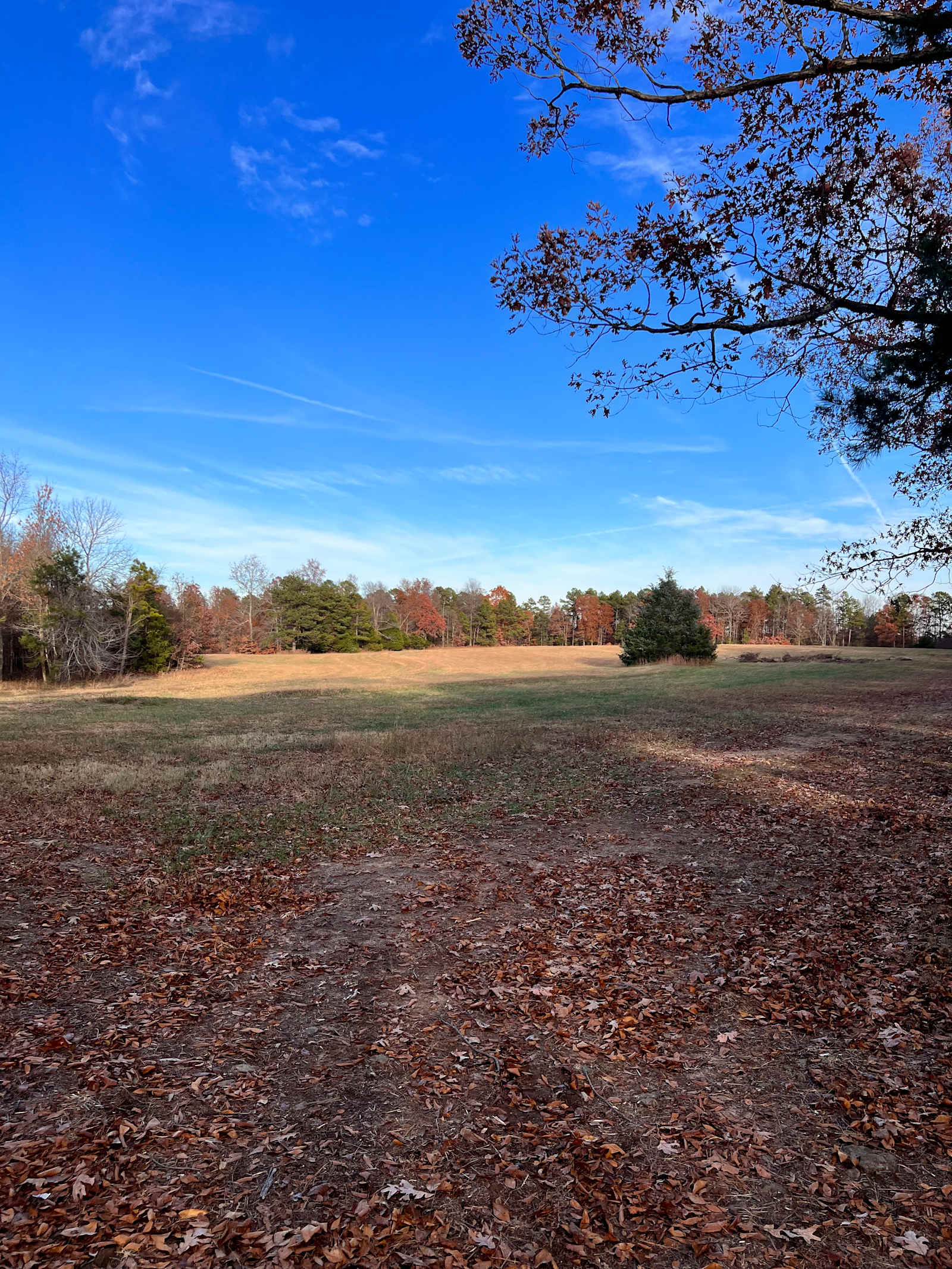 GramyBear Farm Rentals - Leslie, Arkansas - glamping.directory