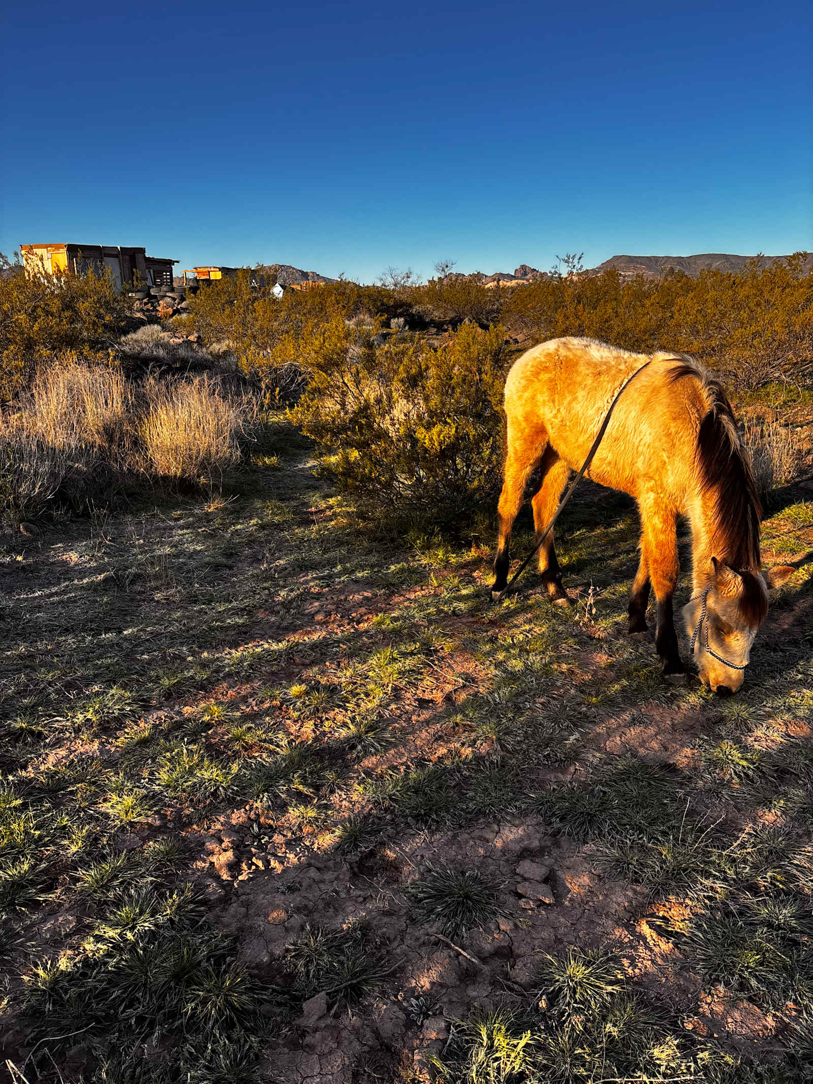 Homestead Haven - Golden Valley, Arizona - glamping.directory