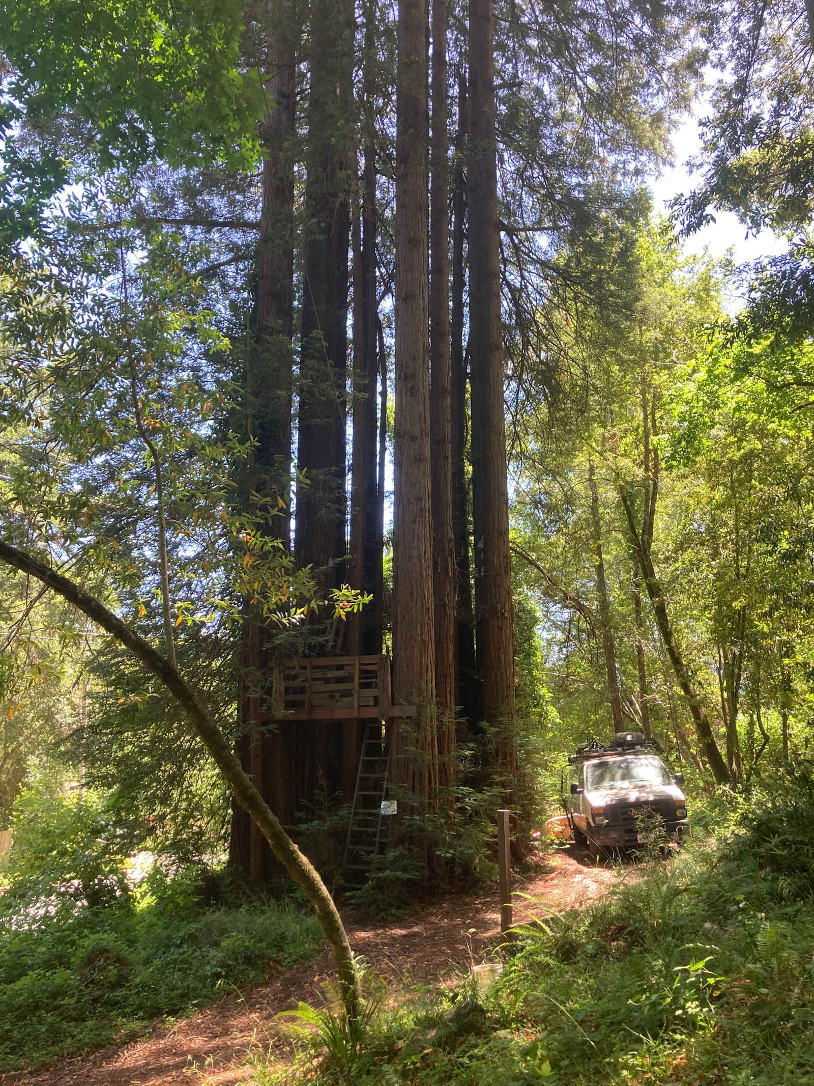 Sleep Up High In A Redwood Tree-net - San Geronimo, California - glamping.directory