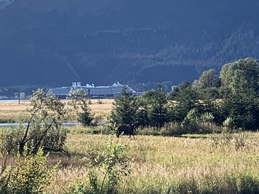 Charming Minimalist Cabin Escape with Modern Essentials in Seward, Alaska - Seward, Alaska - glamping.directory