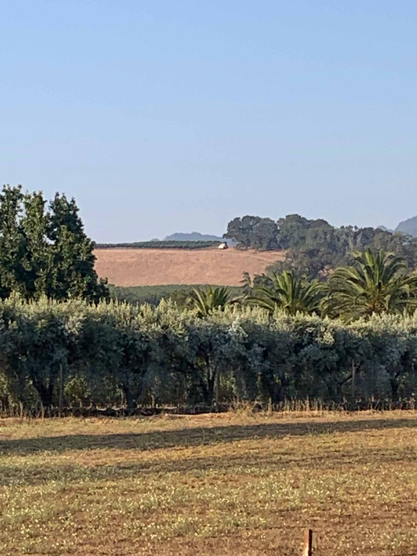 The Bird Nest - Sonoma, California - glamping.directory