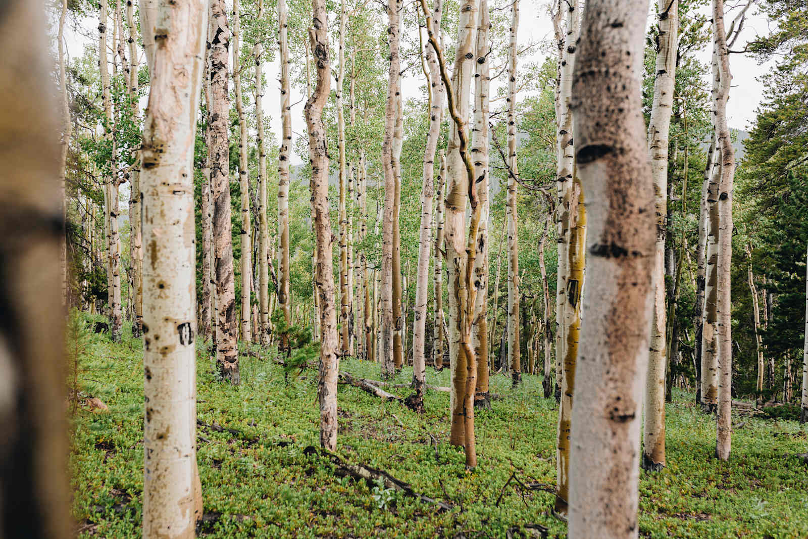 Indian Mountain Homestead - Bailey, Colorado - glamping.directory