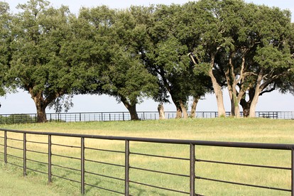 Peaceful Cottage on Farm in Idyllic Countryside near Fort Worth, Texas - Weatherford, Texas - glamping.directory