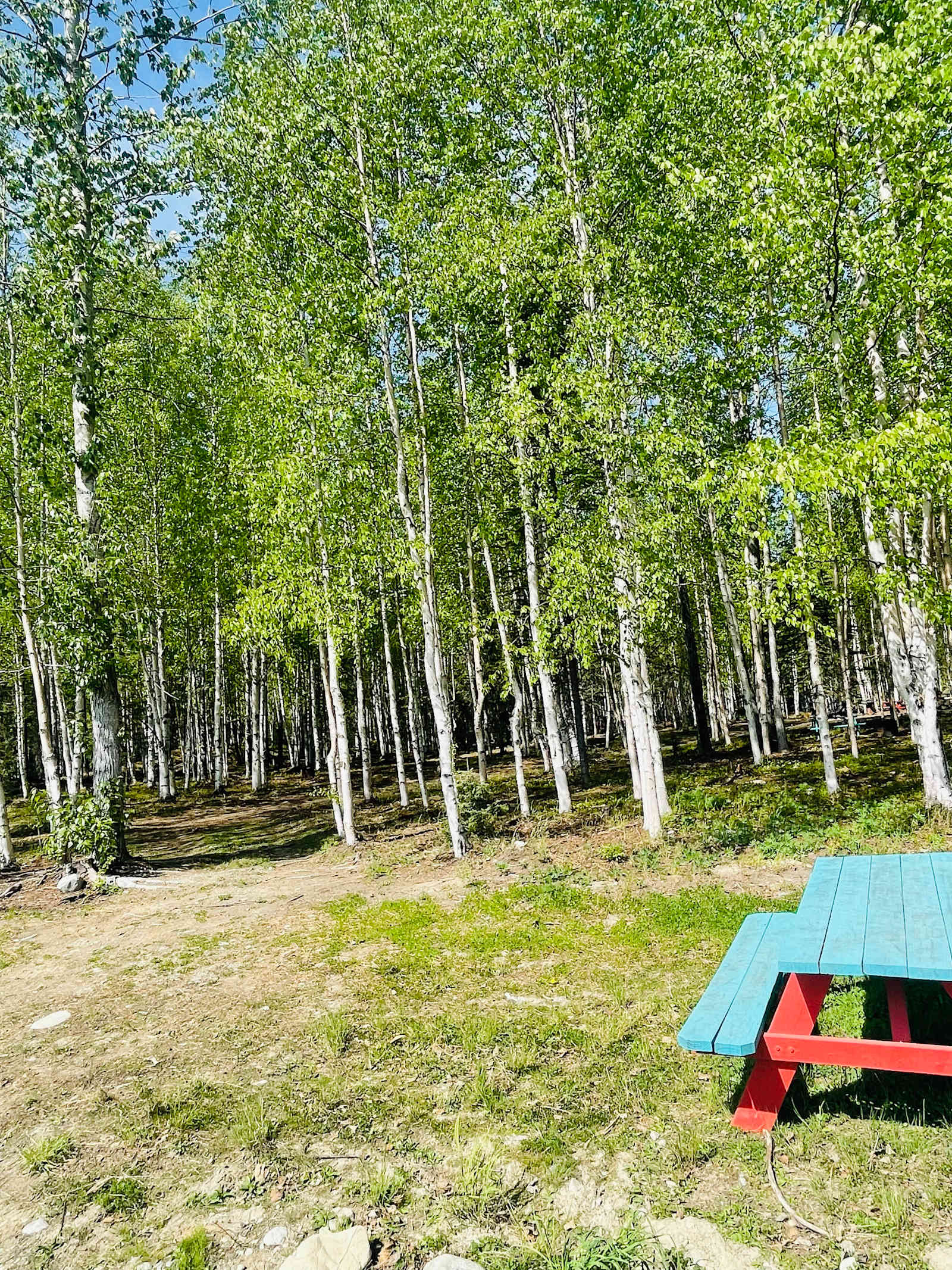 Clean Forest type camping - Wasilla, Alaska - glamping.directory