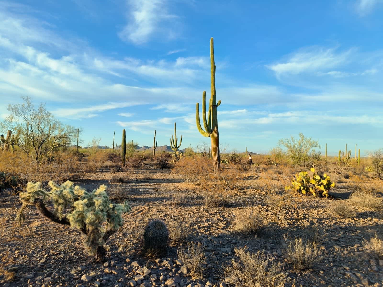 SaguaroGlamp, near Saguaro NP - Picture Rocks, Arizona - glamping.directory