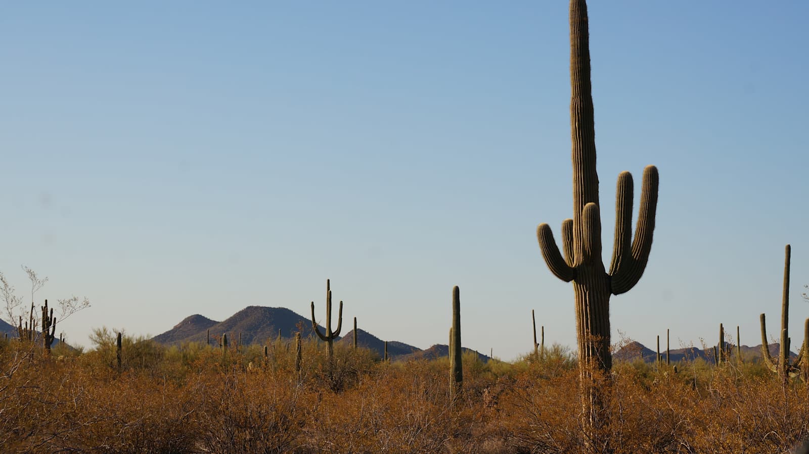 SaguaroGlamp, near Saguaro NP - Picture Rocks, Arizona - glamping.directory