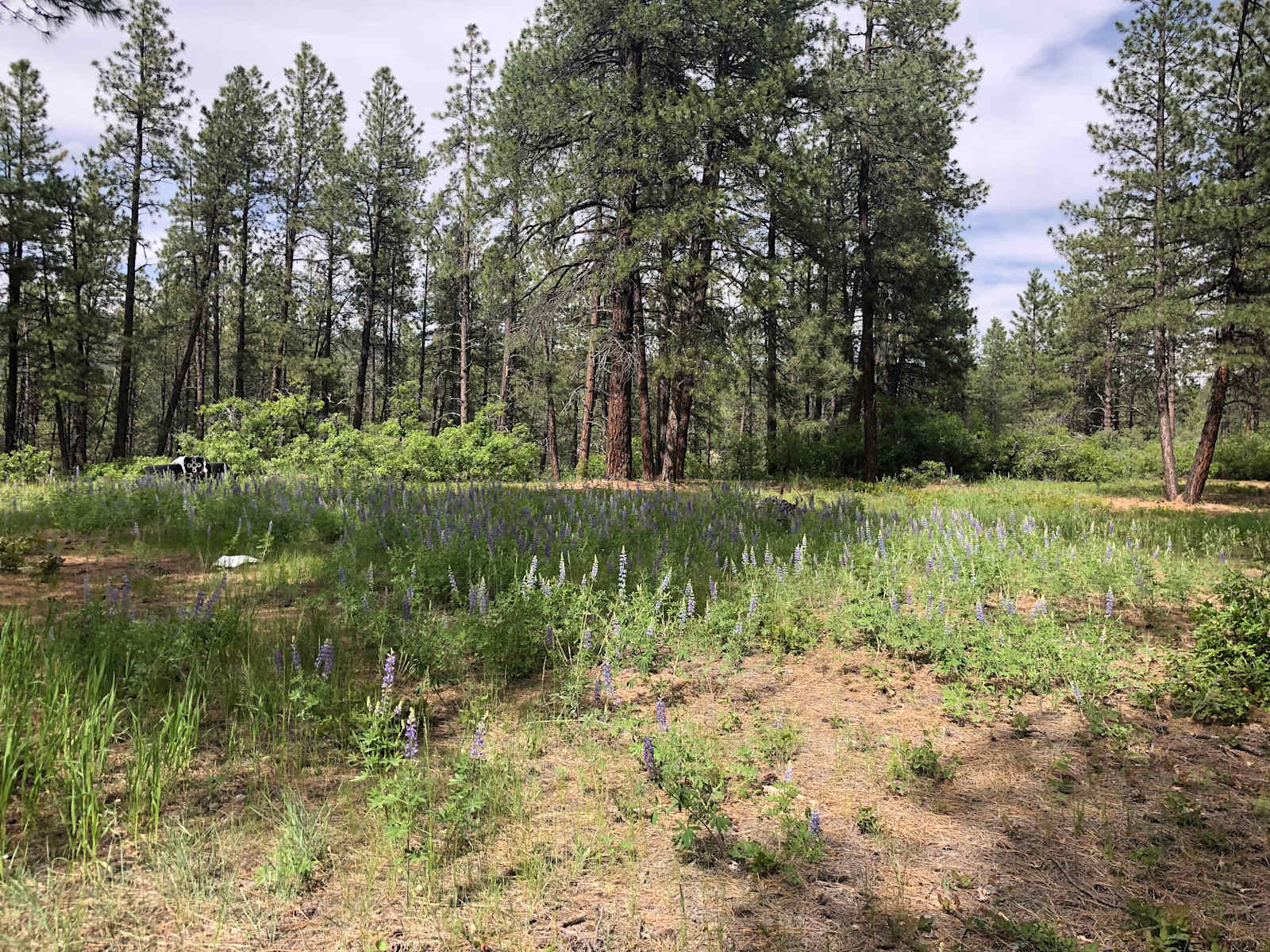 Kirk’s Campground - Bayfield, Colorado - glamping.directory