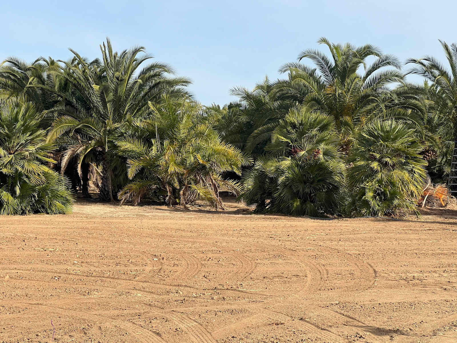 Thompson Palms Campground - Ramona, California - glamping.directory