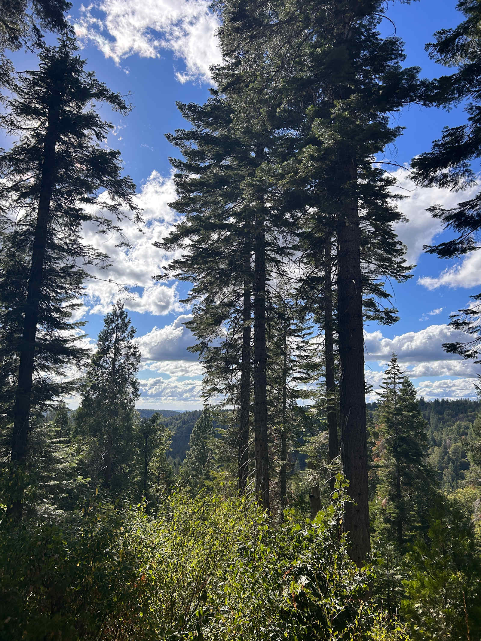 Mystic Ridge - Nevada City, California - glamping.directory