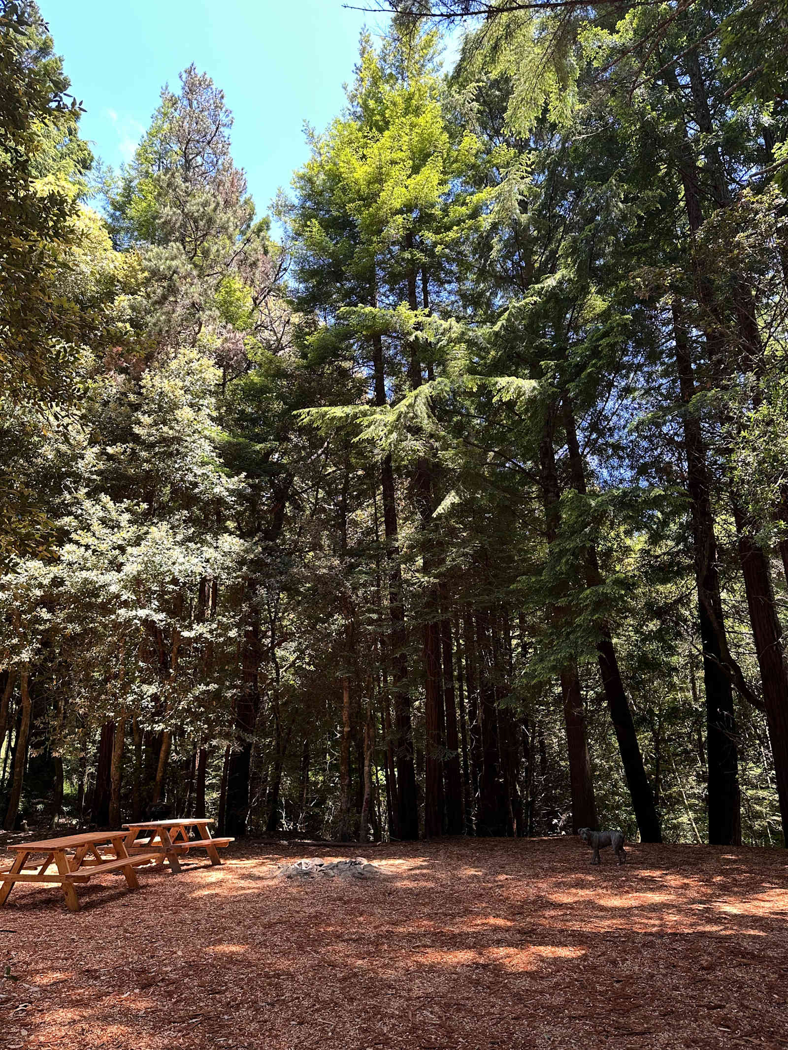 Bigfoot’s Coastal Hideaway - Fort Bragg, California - glamping.directory