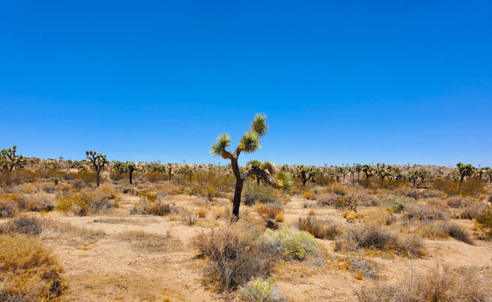 The Valley - 15 min to Joshua Park - Yucca Valley, California - glamping.directory