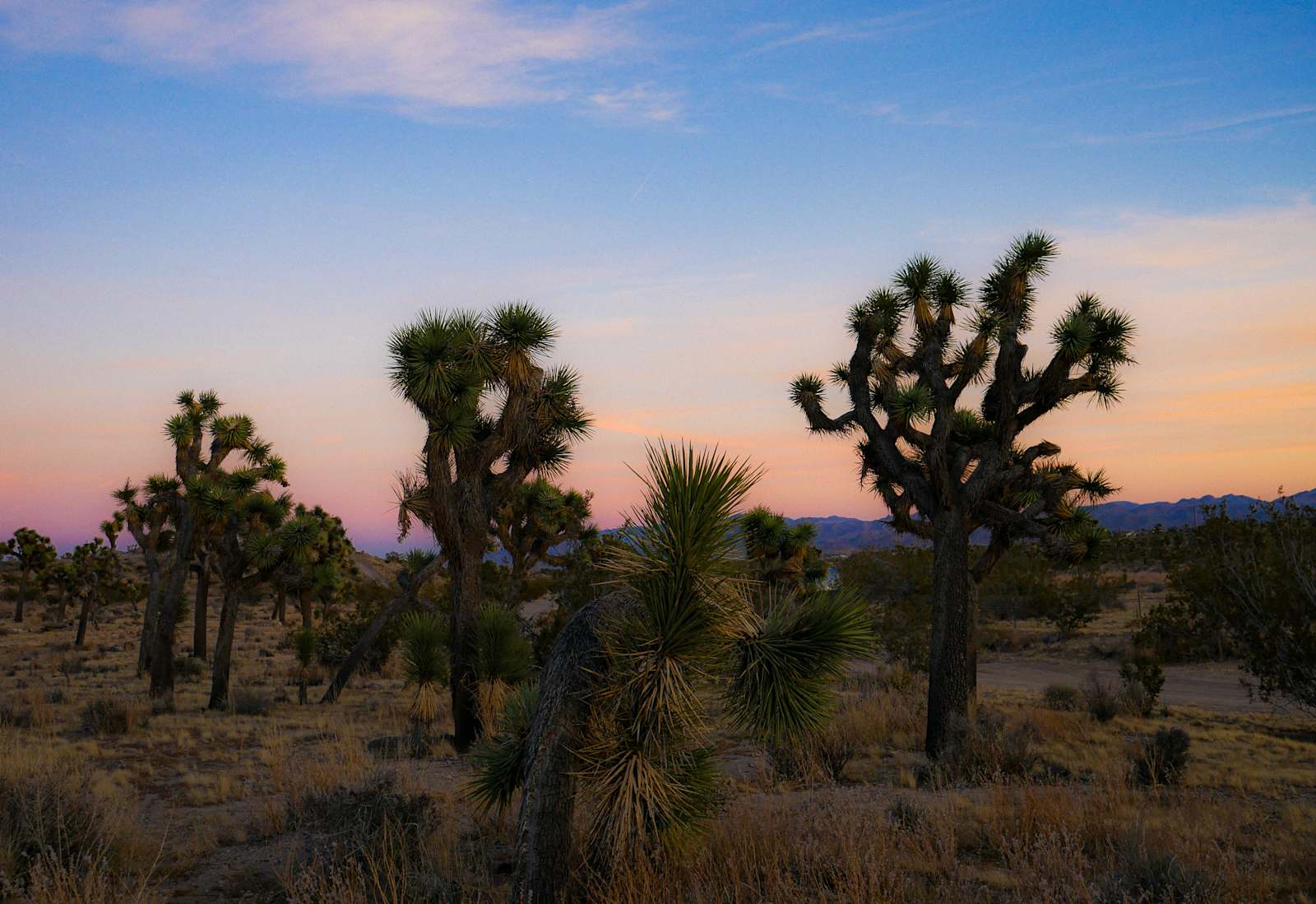 The Valley - 15 min to Joshua Park - Yucca Valley, California - glamping.directory