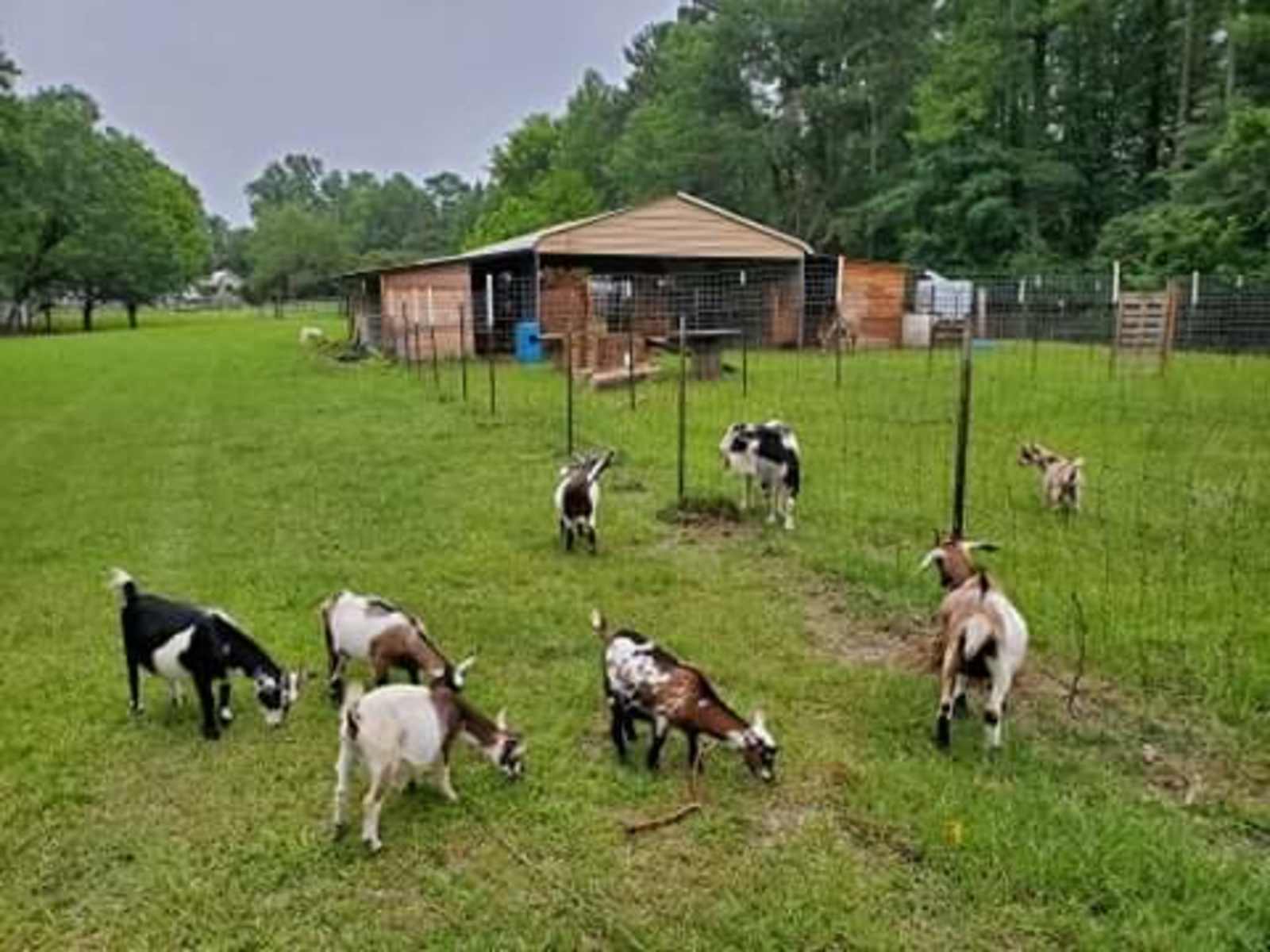 Sunset Hill Farm - Parrish, Alabama - glamping.directory
