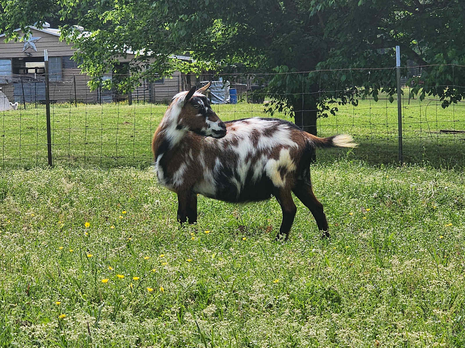 Sunset Hill Farm - Parrish, Alabama - glamping.directory