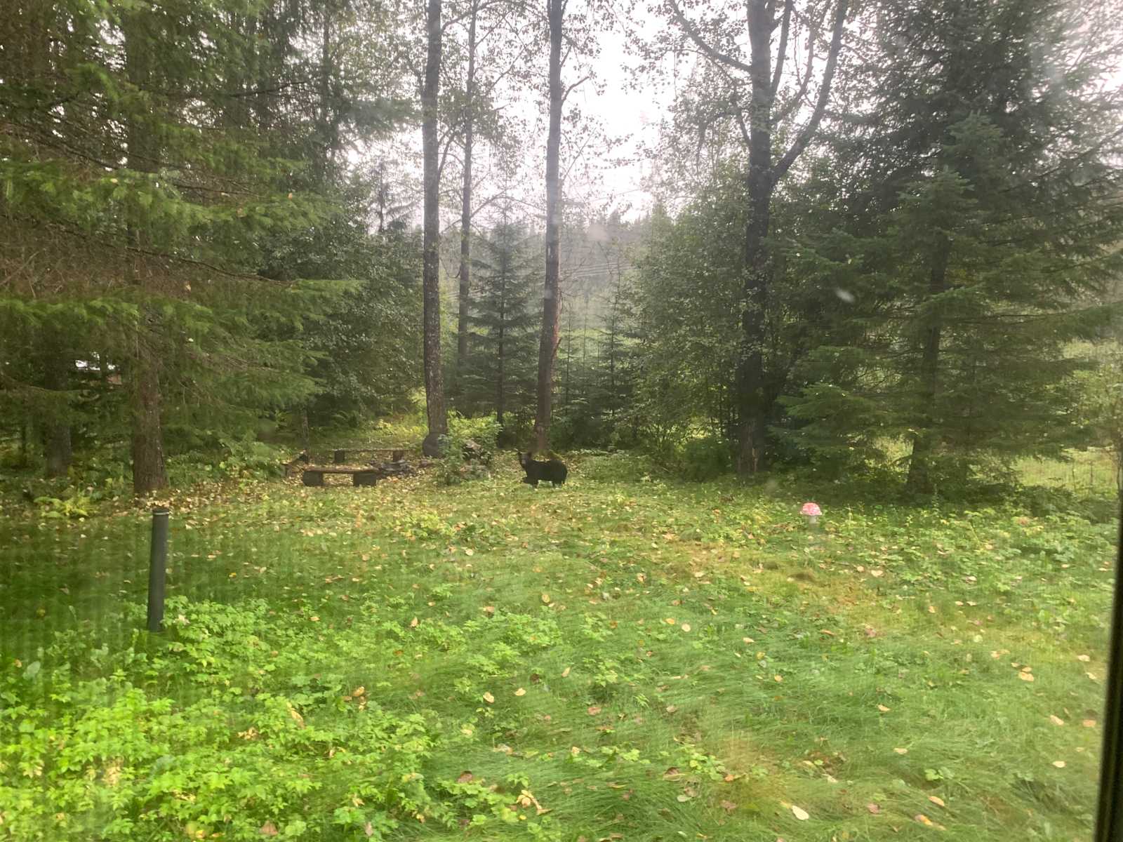 Lost in the Woods - Seward, Alaska - glamping.directory