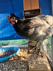 Peaceful Farmstead Cottage with Creekside Views Near Iron Station, North Carolina - Iron Station, North Carolina - glamping.directory
