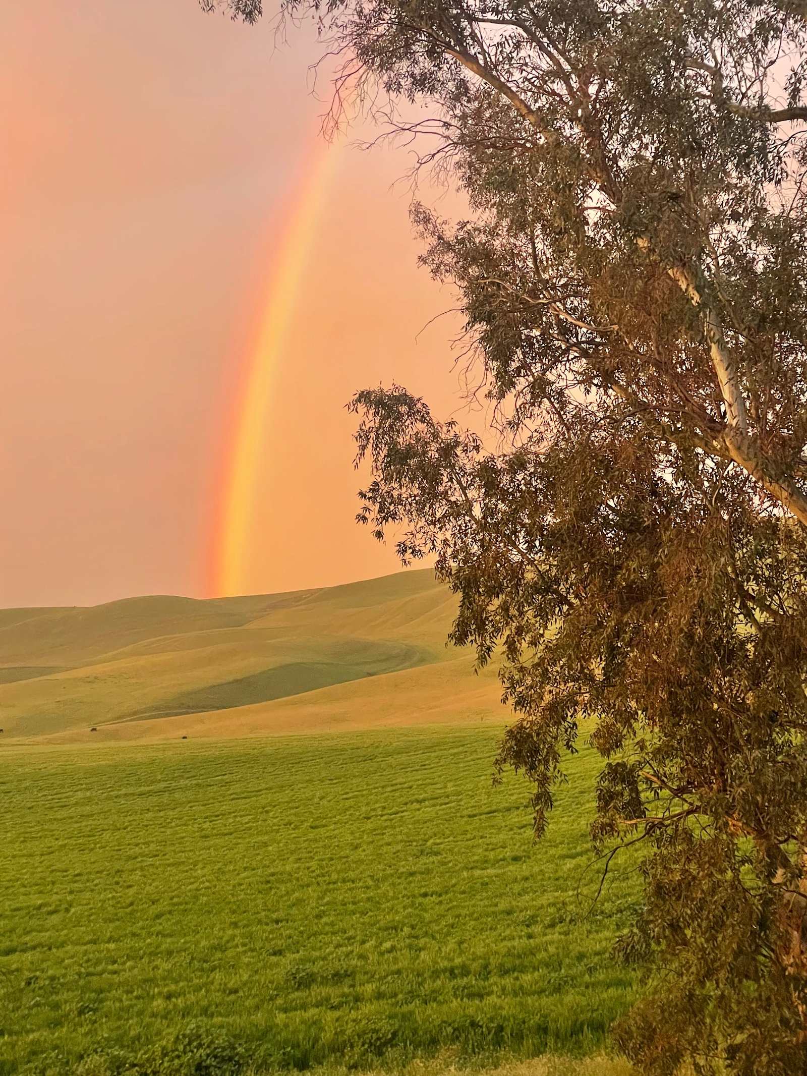Nomad - Shandon, California - glamping.directory