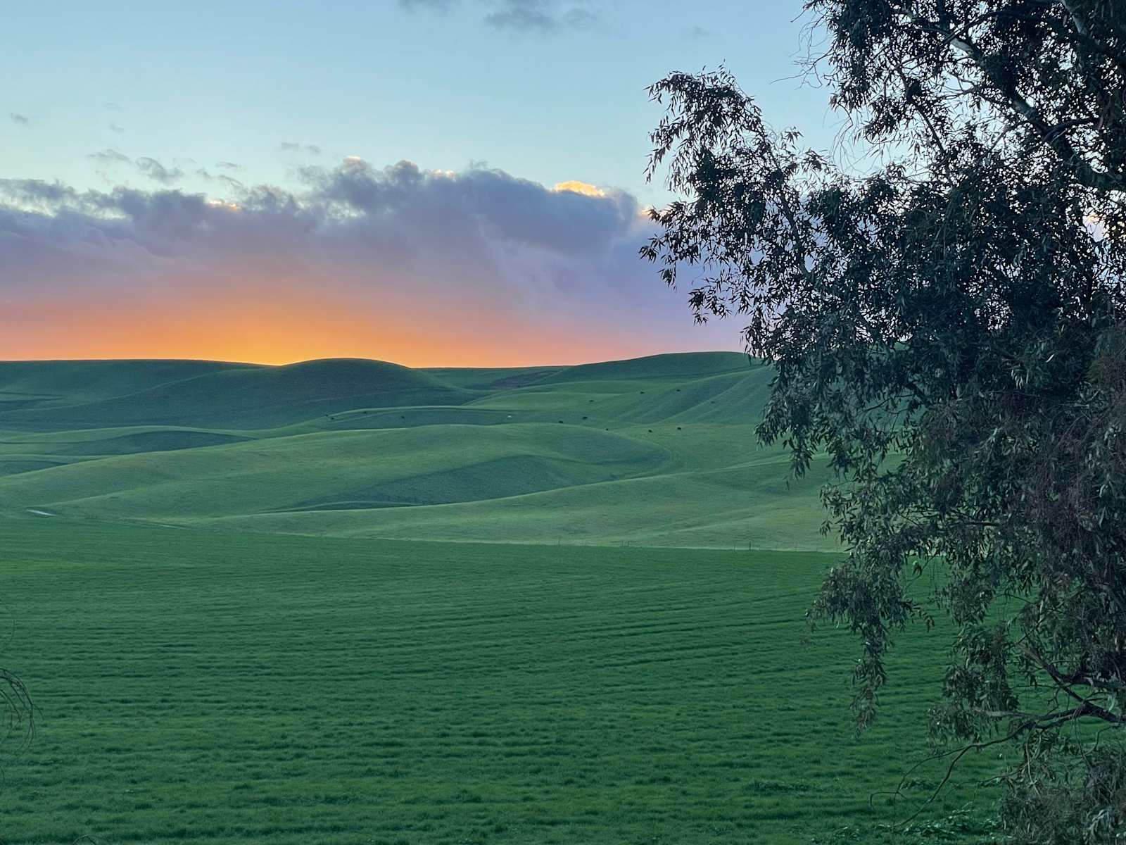 Nomad - Shandon, California - glamping.directory