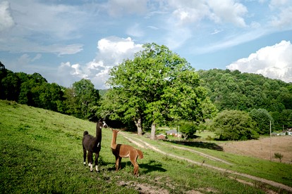 Gorgeous Yurt on a Beautiful Farm with Incredible Views for a Unique Glamping Getaway near North Tazewell, Virginia - North Tazewell, Virginia - glamping.directory