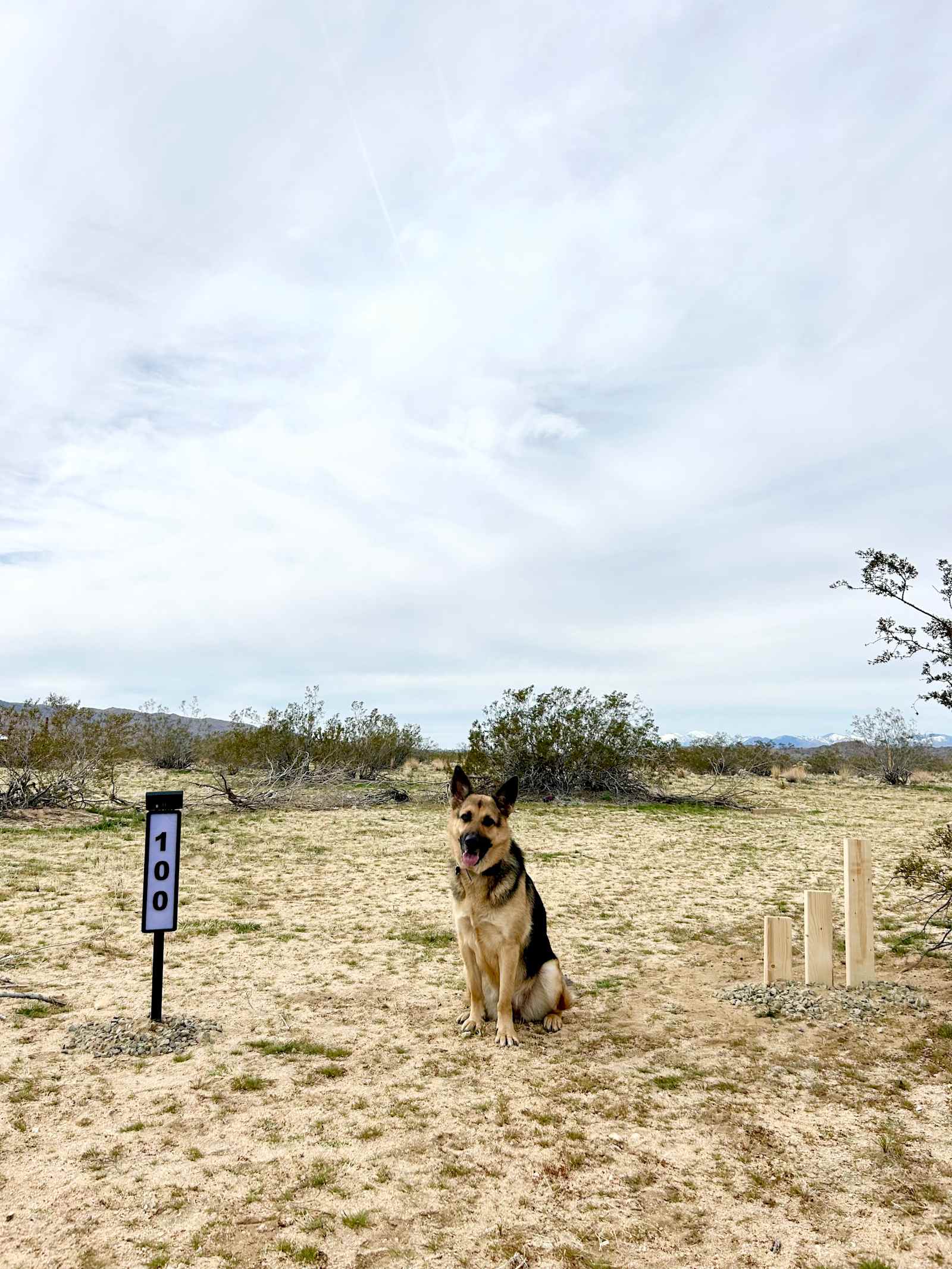 Tranquil Joshua Tree Getaway 🔭 - glamping.directory