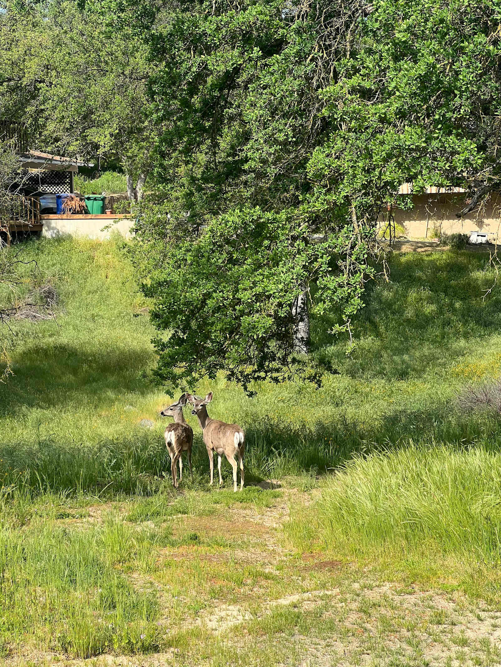Treehouse Camping w Deck! - Three Rivers, California - glamping.directory
