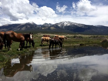 Spacious Cabin on All-Inclusive Ranch in Colorado - Mosca, Colorado - glamping.directory