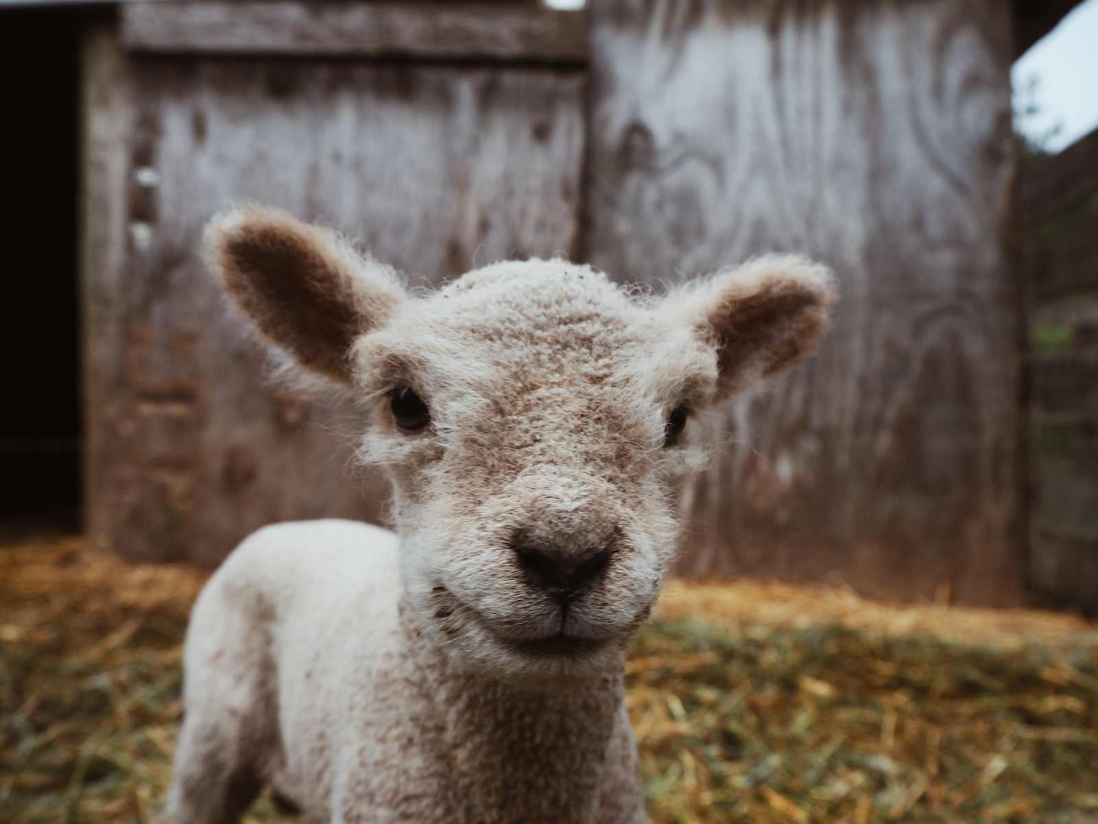 Windsor Family Farm - San Martin, California - glamping.directory