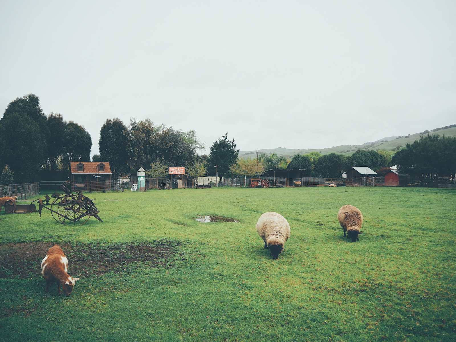 Windsor Family Farm - San Martin, California - glamping.directory