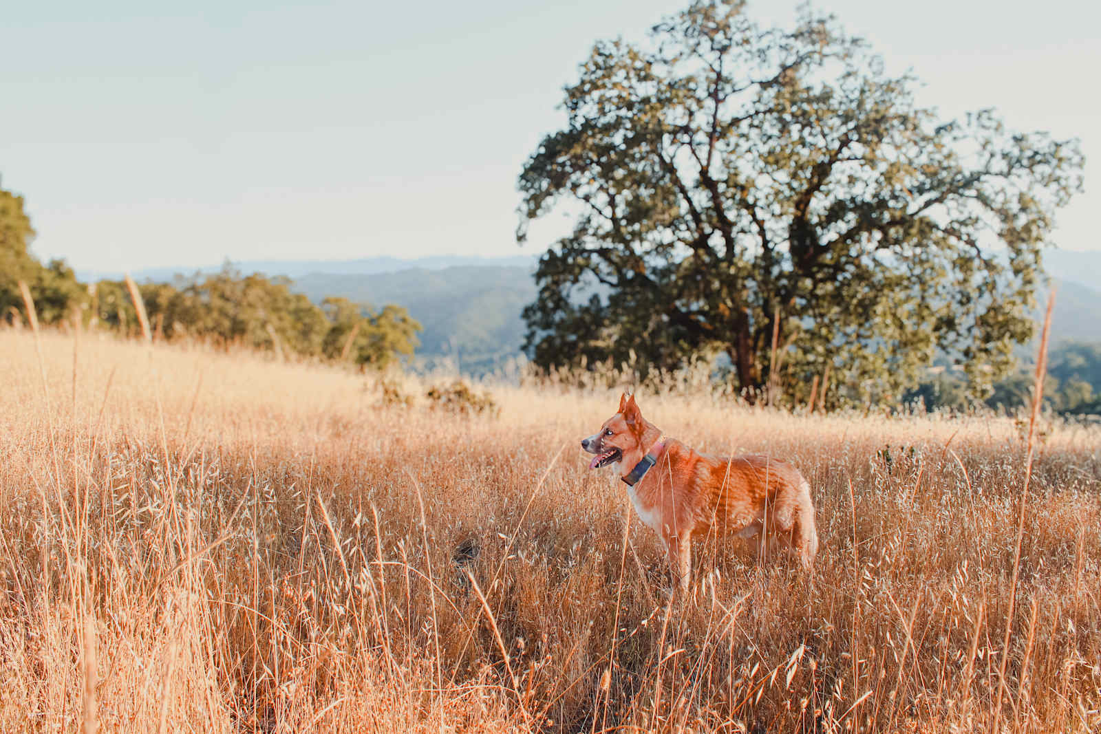 Skye Ranch - Hopland, California - glamping.directory