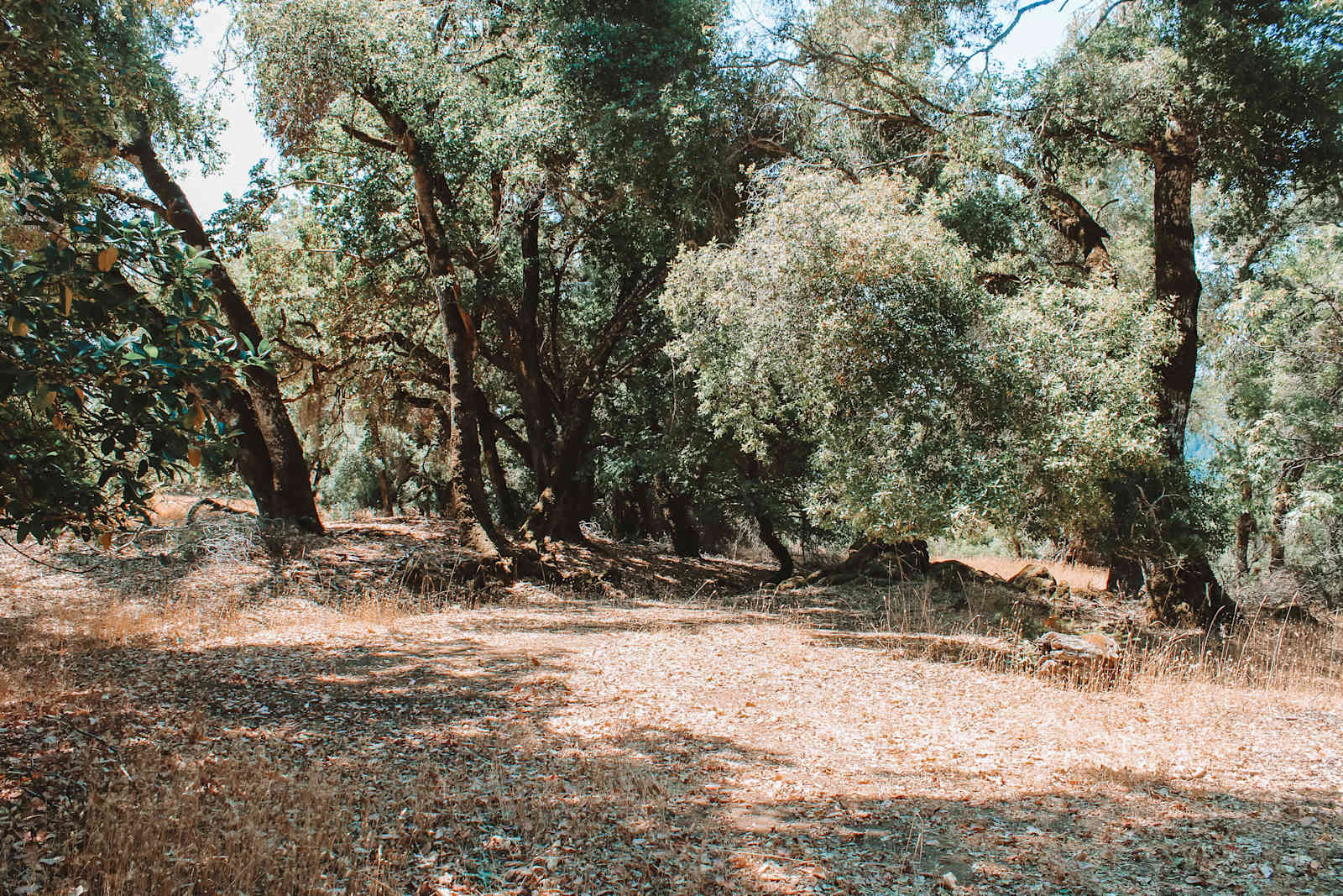 Skye Ranch - Hopland, California - glamping.directory
