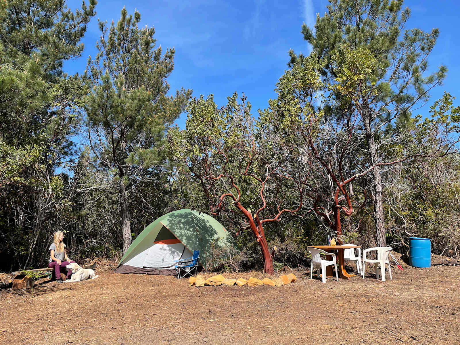 Private sunny forest near the coast - glamping.directory