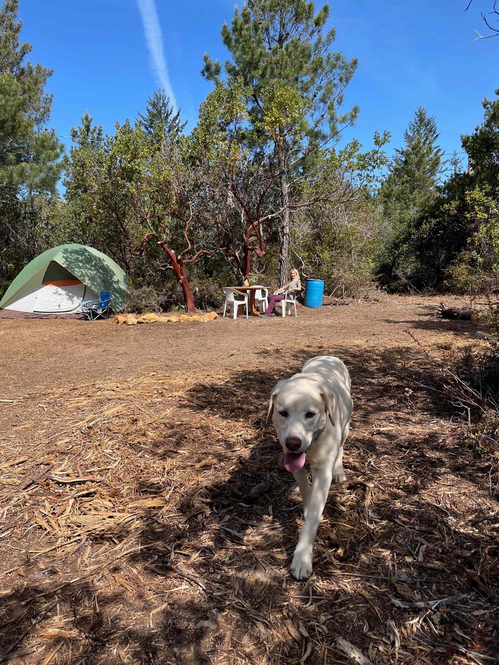 Private sunny forest near the coast - Albion, California - glamping.directory