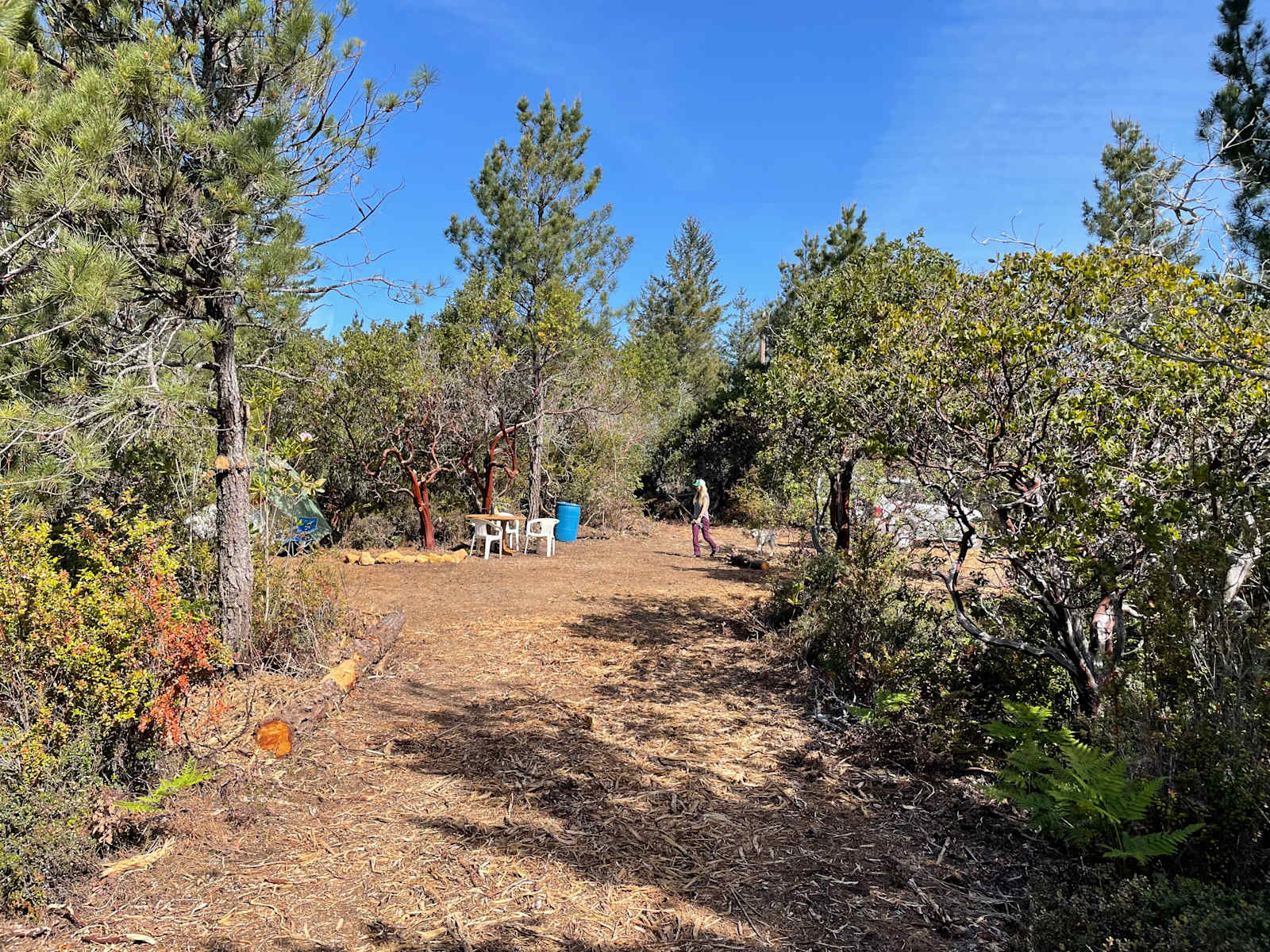 Private sunny forest near the coast - Albion, California - glamping.directory