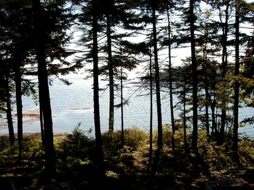 Woodland Cottage Rental Nestled Among Spruce Trees near the Todd Wildlife Sanctuary, Maine - Friendship, Maine - glamping.directory