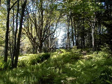 Woodland Cottage Rental Nestled Among Spruce Trees near the Todd Wildlife Sanctuary, Maine - Friendship, Maine - glamping.directory