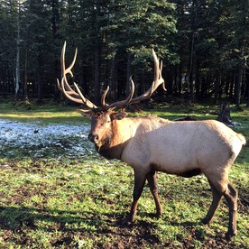 Rustic Vacation Rental with Scenic Views of the Chugach Mountains in Palmer, Alaska - Palmer, Alaska - glamping.directory