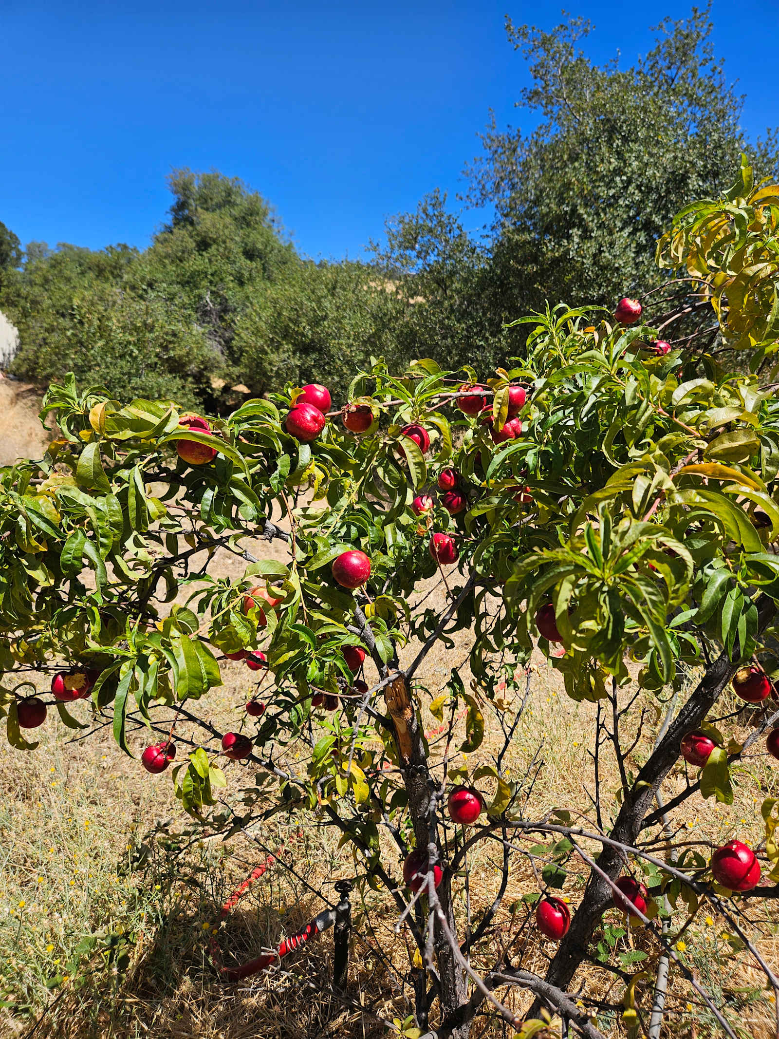 Panoramic Sunsets - Oroville, California - glamping.directory
