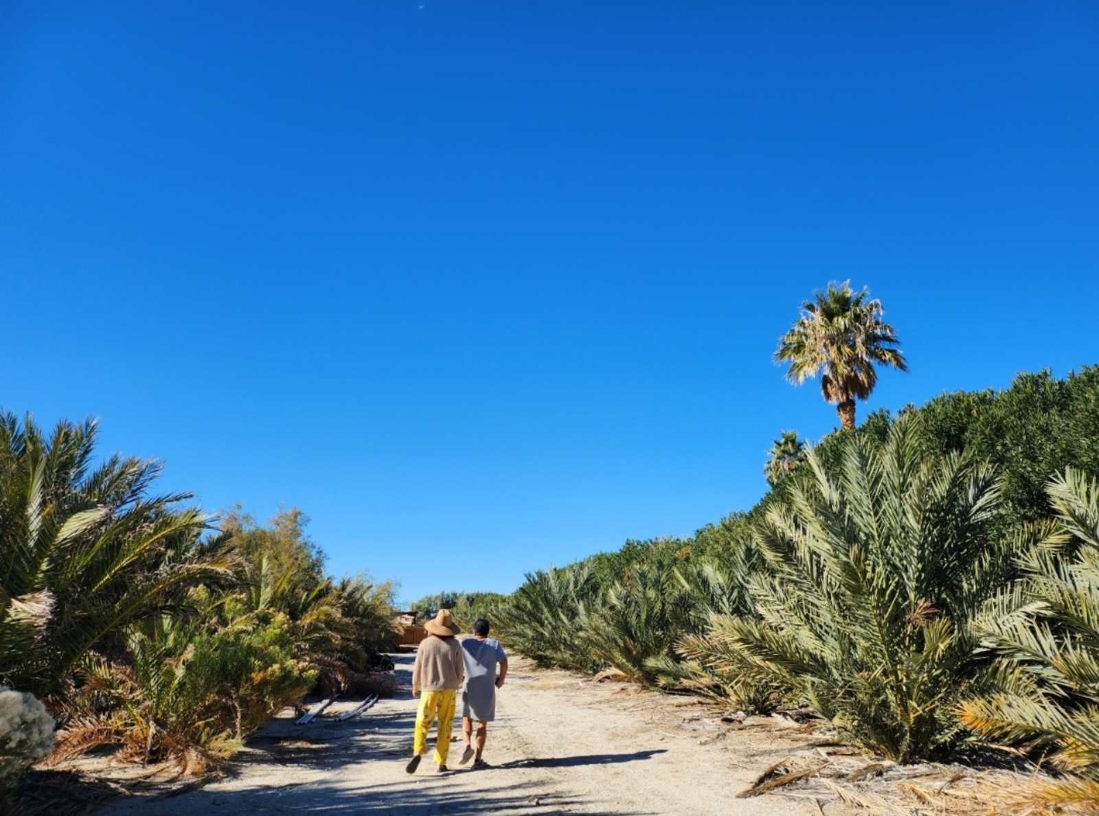 Mineral Spring Date Farm - Desert Hot Springs, California - glamping.directory