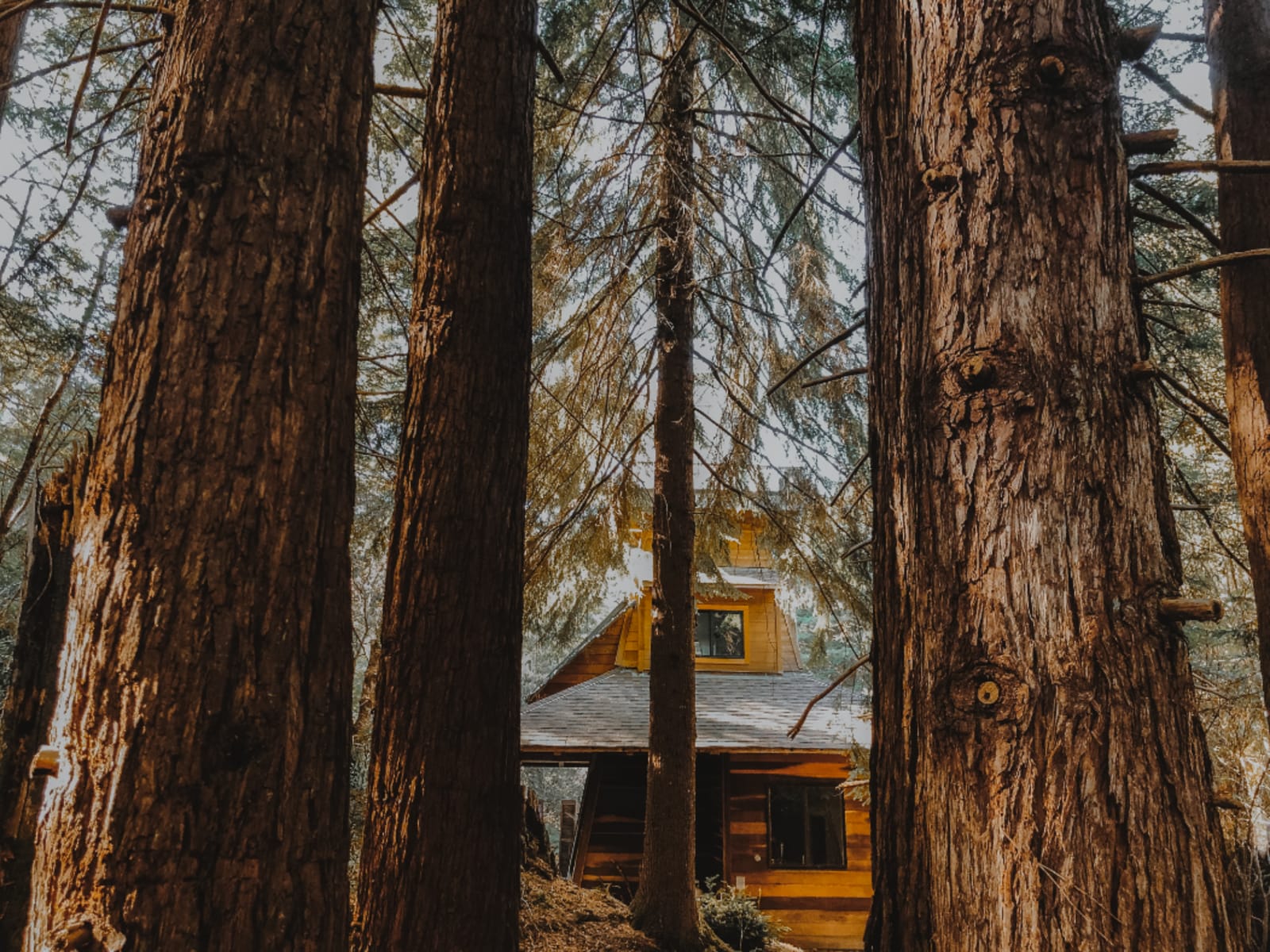 Elk Forest Retreat - Elk, California - glamping.directory