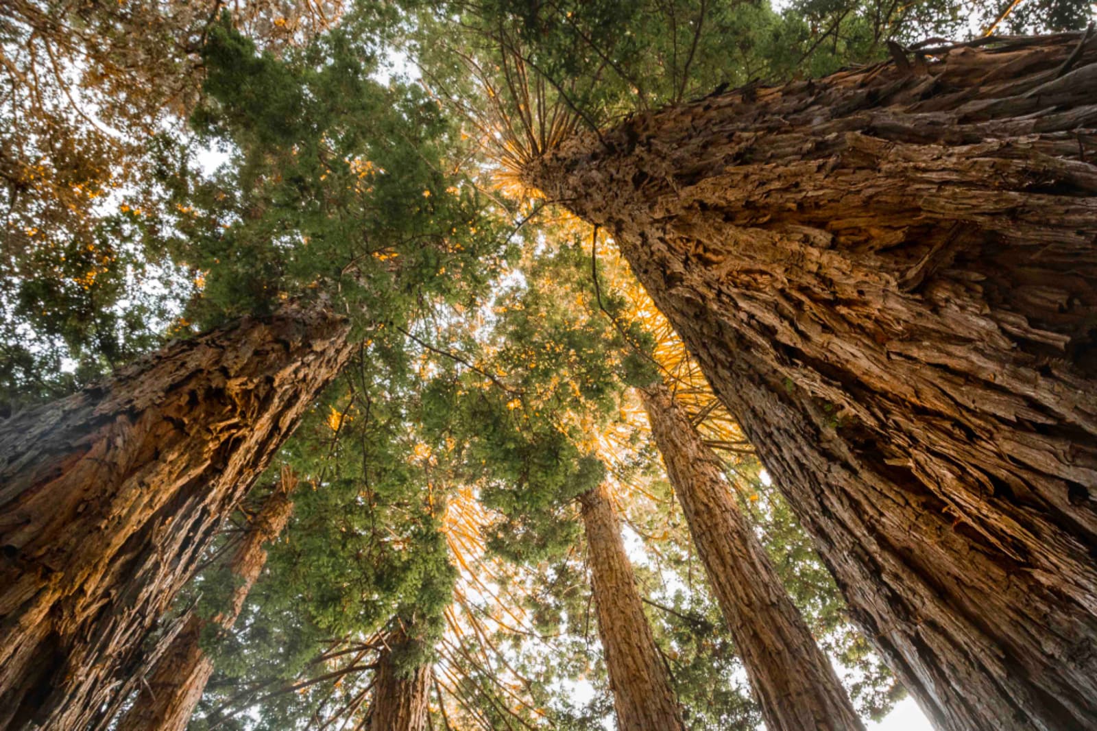 Elk Forest Retreat - Elk, California - glamping.directory