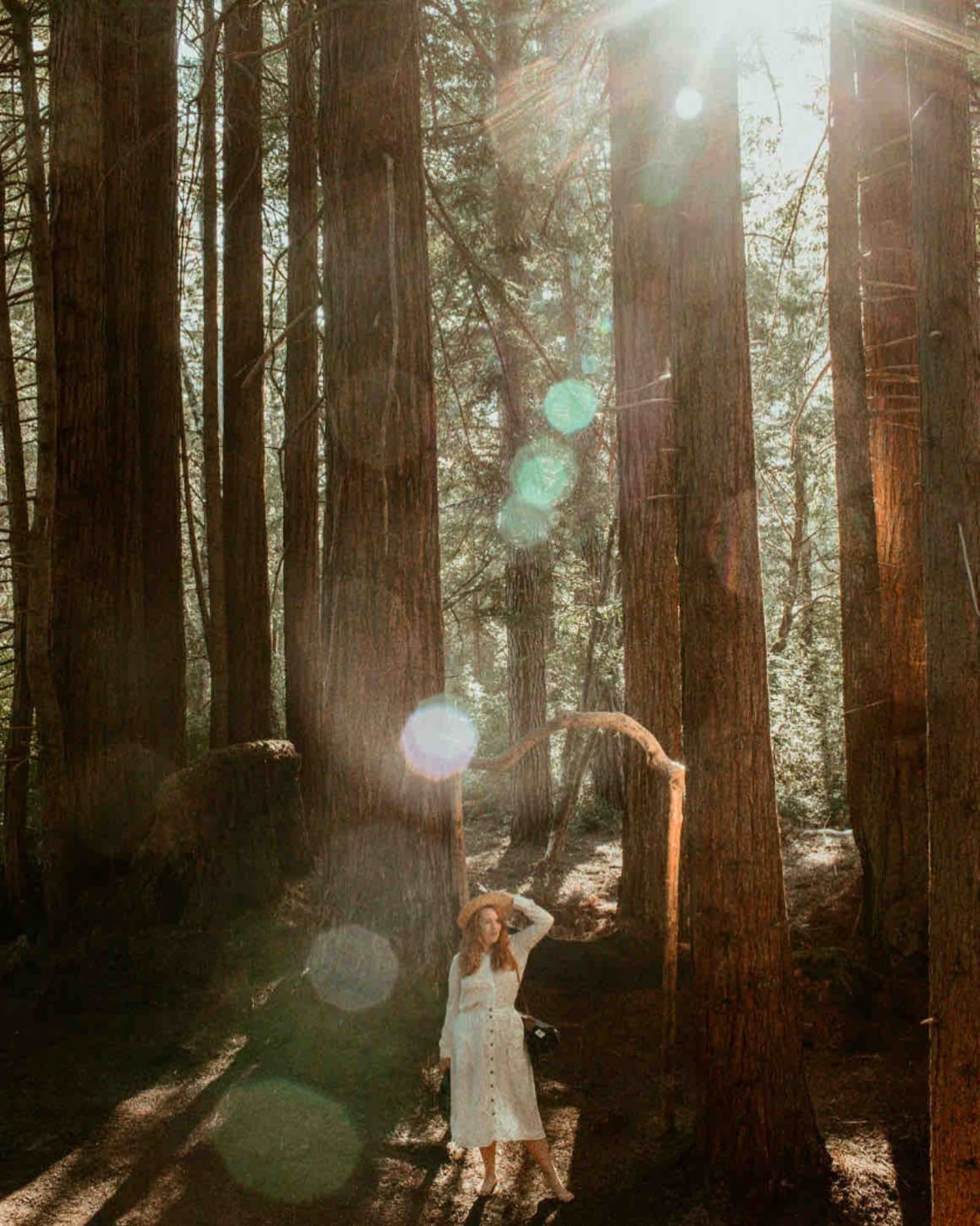 Elk Forest Retreat - Elk, California - glamping.directory