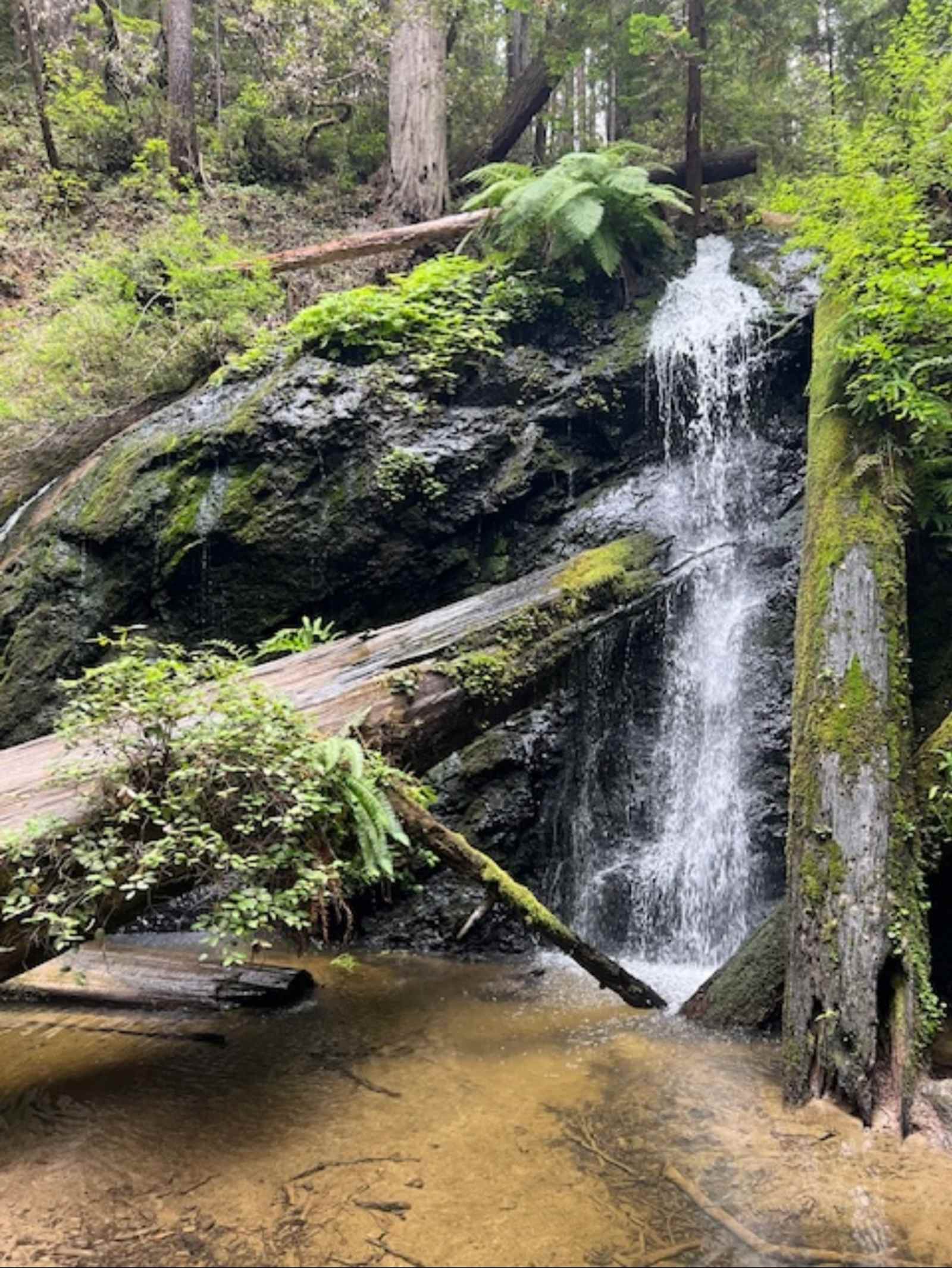 Waterfall Camp - Mendocino, California - glamping.directory