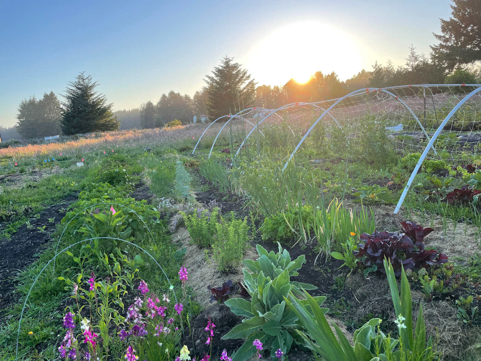 Ossia Village Farm - glamping.directory