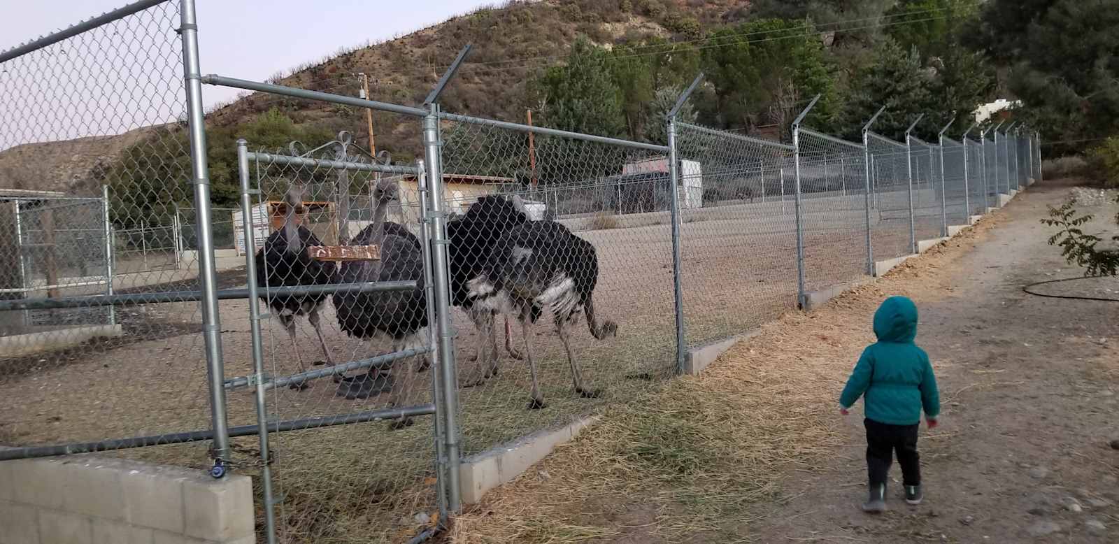 Camping @ Quail Run Ostrich Ranch - Lake Hughes, California - glamping.directory