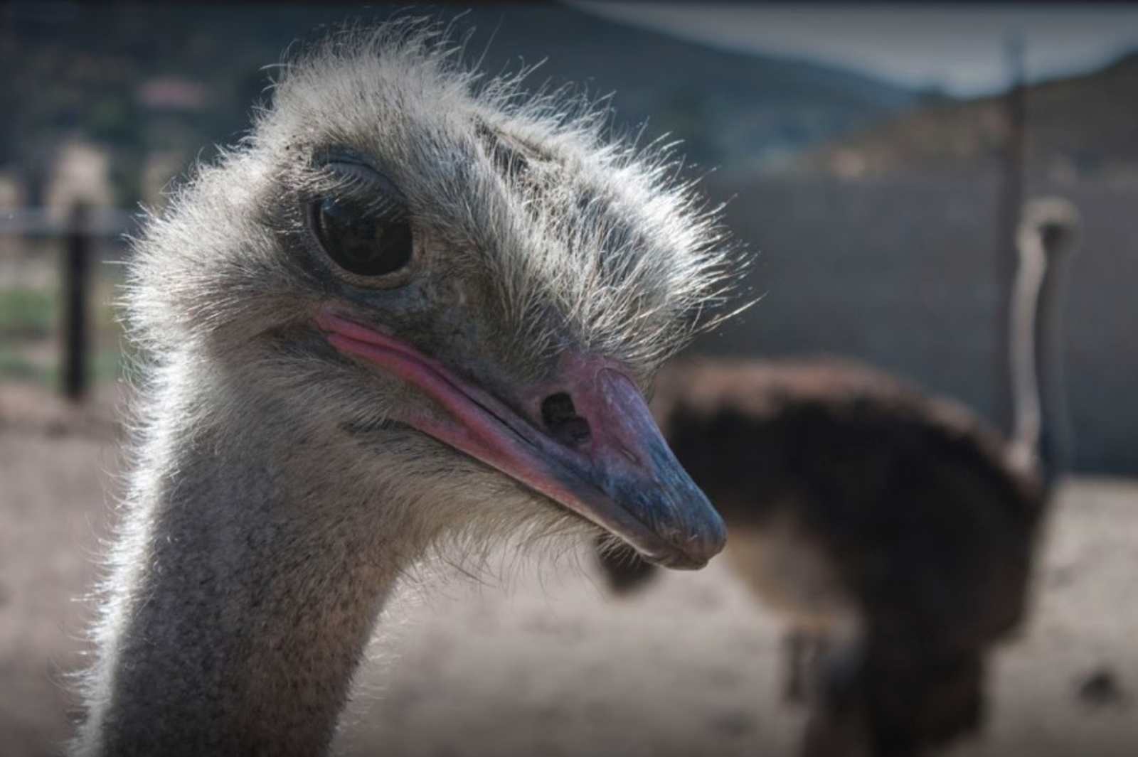 Camping @ Quail Run Ostrich Ranch - glamping.directory