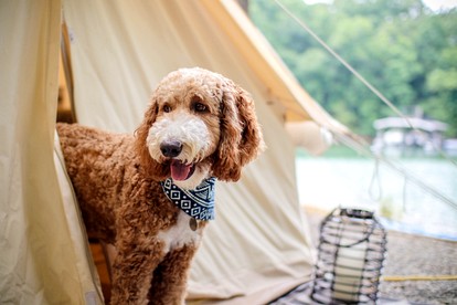 Deluxe Safari Tent for a Georgia Glamping Escape at Unicoi State Park - Helen, Georgia - glamping.directory